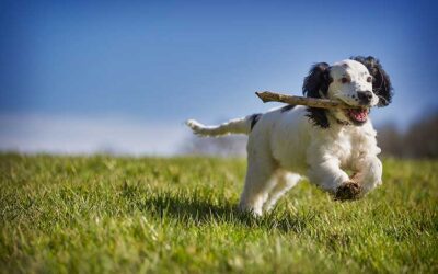 Adiestramiento para perros cachorros