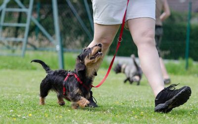 Adiestramiento canino: Iniciación